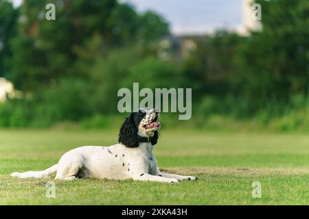 black and white cocker spaniel dog resting at the park Stock Photo