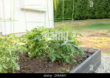 Tomatoe Plants Growing in a Raised Garden Bed Stock Photo