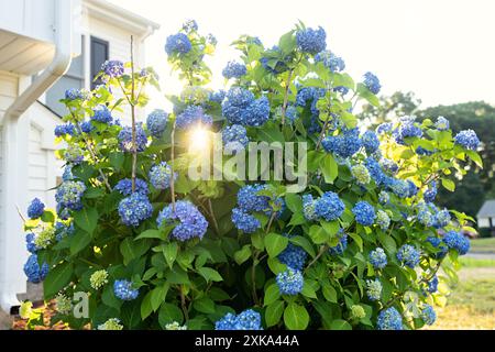 A blue hydrangea plant blooming in early summer Stock Photo