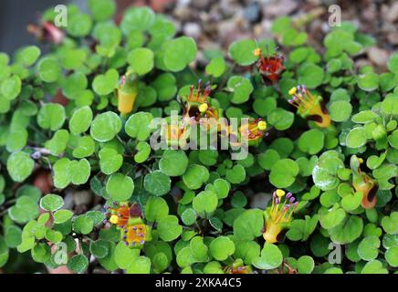 Creeping Fuchsia, Climbing Fuchsia or Trailing Fuchsia, Fuchsia procumbens, Onagraceae. New Zealand (North Island). Stock Photo