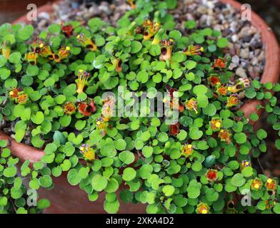 Creeping Fuchsia, Climbing Fuchsia or Trailing Fuchsia, Fuchsia procumbens, Onagraceae. New Zealand (North Island). Stock Photo