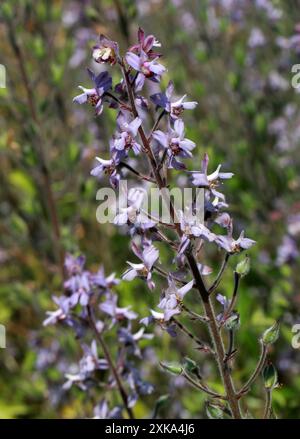 Spotted Larkspur or Requin's Bee Delphinium, Delphinium requienii, Ranunculaceae. Corsica, France, Europe. Stock Photo