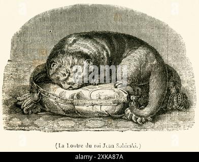 Europa,  Polen , Otter des polnischen Königs Johann III. Sobieski ,  Motiv aus :  Le Magasin Pittoresque, 1837  /  Europe, Poland, Warsaw, otter of the Polish king John III Sobieski , image from :  Le Magasin Pittoresque , 1837 . Stock Photo