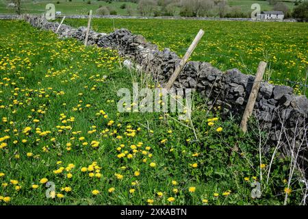 Dandelions growing in a field at Little Longstone, Peak District National Park, Derbyshire Stock Photo