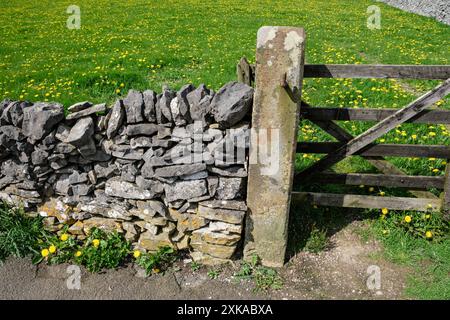 Dandelions growing in a field at Little Longstone, Peak District National Park, Derbyshire Stock Photo