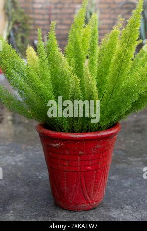 Foxtail fern (Asparagus densiflorus) in red pot Stock Photo