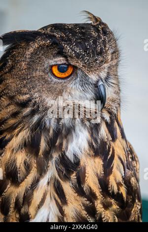 Eurasian Eagle owl. Stock Photo