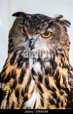Eurasian Eagle owl. Stock Photo
