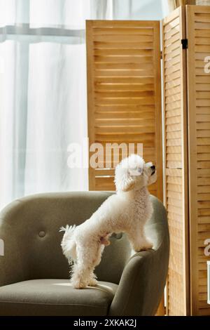 Small white dog, bichon frise, standing on chair. Stock Photo