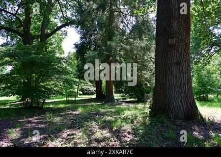 Trees in the Batsford arboretum, Morton in Marsh, The Cotswolds, Gloucestershire Stock Photo