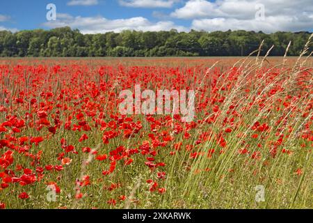 a field of blooming red poppies under a white-blue sky in summer Stock Photo