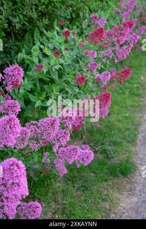 Vertical view of red valerian growing on roadside in Marloes village Pembrokeshire Wales UK Great Britain KATHY DEWITT Stock Photo