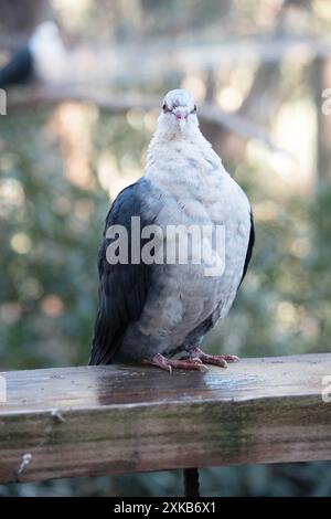 the white headed pigeon has a white head with a red eye ring and grey wings Stock Photo