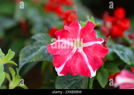 Red and white Petunia flower is blooming in the flower garden,Winter flowers are blooming in winter. Stock Photo