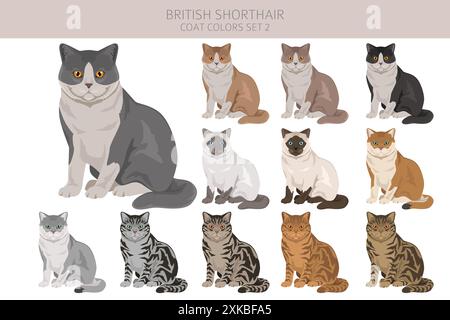 British shorthair Cat clipart. All coat colors set.  All cat breeds characteristics infographic. Vector illustration Stock Vector