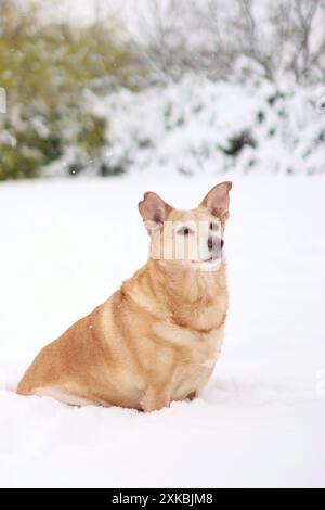 Light adopted dog poses in snowy meadow. It is winter time Stock Photo