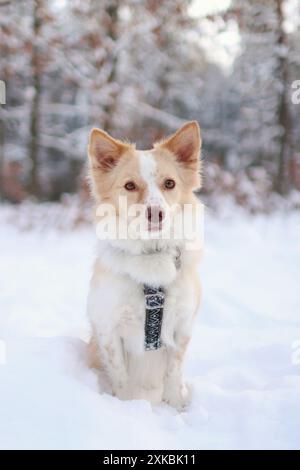 Portrait of small light dog staying in snow. She is in winter forest Stock Photo