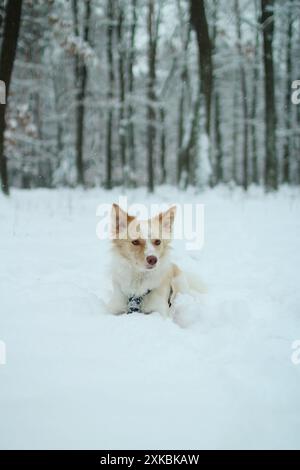 Small light dog lies in snowy forest. she trying to disguise Stock Photo