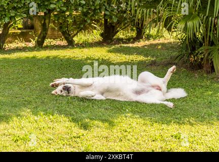 Maremma Sheepdog is resting in the shade on the grass in the garden. Stock Photo