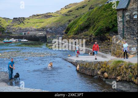 Dogs playing in River Valency which runs through village of Boscastle and enters the sea via the harbour Boscastle Cornwall England UK Stock Photo