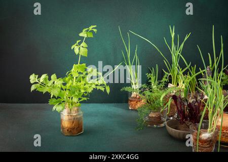 Growing from organic waste, sprouting carrots and beets at home, onions and celery and garlic, healthy and tasty vegetable haulm on the greens background Stock Photo