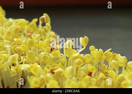 Closeup of Yellow Color Daikon Sprouts after the Blackout Period Continue Growing in Natural Light Stock Photo