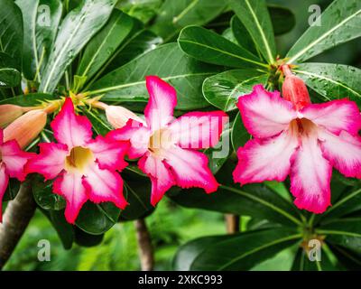 Desert Azalea  on the Caribbean island of St John in the US Virgin Isllands Stock Photo