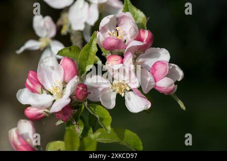 King flowers and pink buds on flower blossom of an Egremont russet orchard apple tree in early spring, Berkshire, April Stock Photo