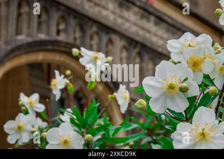 photo of summer flowers in the garden Stock Photo