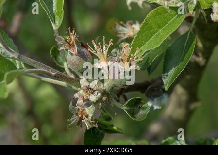 Small young fruitets among young leaves with fertilized anthers on stamens developing after the flowers on a Discovery orchard apple tree, Berkshire, Stock Photo
