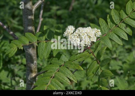 Rowan or Mountain ash (Sorbus aucuparia) corymb of delicate white/cream flowers against pinnate leaves in pairs on a central stem Stock Photo