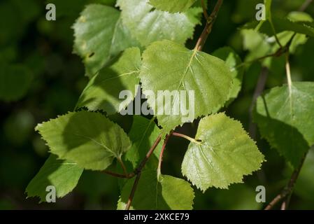 Young silver birch (Betula pendula) heart-shaped, triangular serrated leaves in woodland in early spring, Berkshire, April Stock Photo