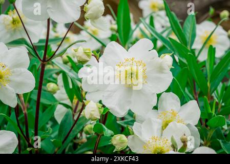 photo of summer flowers in the garden Stock Photo