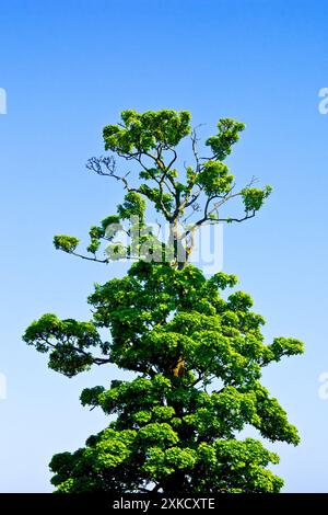 Sycamore (acer pseudoplatanus), showing a tall mature tree in leaf, isolated against a clear blue spring sky. Stock Photo