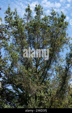 Lijiang Spruce tree Picea likiangensis Stock Photo