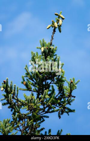 Likiang Spruce, Picea likiangensis Cones Stock Photo