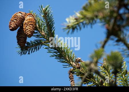 Likiang Spruce, Picea likiangensis Cones Stock Photo