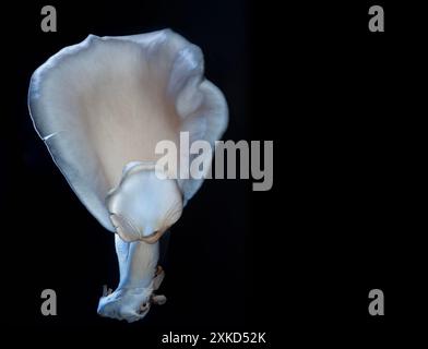 Large blue oyster mushroom with copy space on the right with a black background. Stock Photo