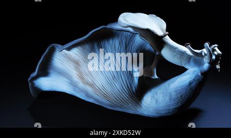 Large single blue oyster mushroom on its side with a darnk background. Stock Photo