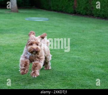 Playful dog running towards camera. Stock Photo