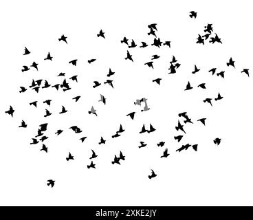 Flying birds silhouette flock. hand drawing. Not AI. Vector illustration Stock Vector