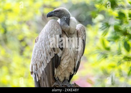 A Cape Griffon Vulture (Gyps coprotheres) at the St. Augustine Alligator Farm Zoological Park on Anastasia Island in St. Augustine, Florida. (USA) Stock Photo