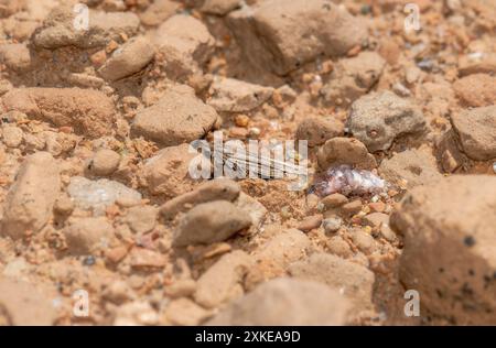 A Crambid Snout Moth from the Crambidae family rests on a bed of rocks in Colorado. The moth is camouflaged against the rocks; Stock Photo