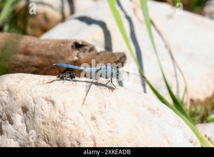 An Eastern Pondhawk (Erythemis simplicicollis) dragonfly; with its distinctive blue and green coloration; rests on a white rock in Colorado. Stock Photo