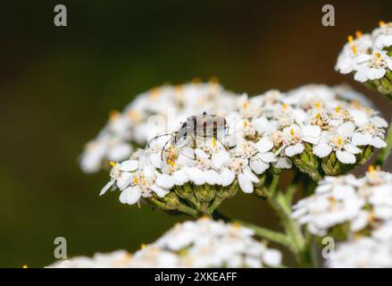 A Flower Longhorn Beetle; Acmaeops pratensis; is seen feeding on a cluster of white Yarrow flowers in the wild in Colorado. Stock Photo