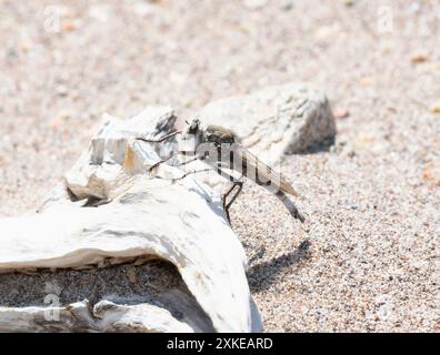 A Proctacanthus robber fly perches on a piece of bleached driftwood in a sunny Colorado landscape. The fly's hairy; grey body and long Stock Photo