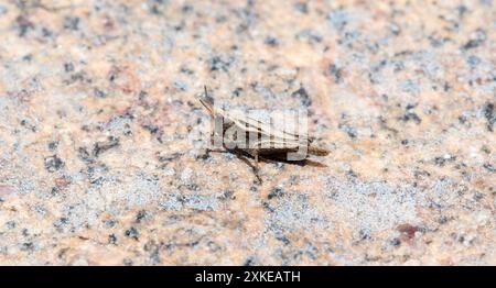A small; brown and white striped Tetrix pygmy grasshopper rests on a textured rock surface. The grasshopper's antennae point forward Stock Photo