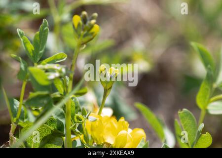 A close-up photograph of vibrant yellow Golden Banner wildflowers in full bloom; growing amidst green foliage. The flowers are in focus Stock Photo