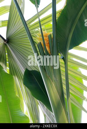 Wild Plantation, Heliconia caribaea, Heliconiaceae. Caribbean. The native range of this species is Caribbean. Cuba, Dominican Republic, Haiti, Jamaica Stock Photo