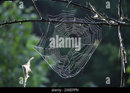 Ornate spider web hangs from small tree branch Stock Photo